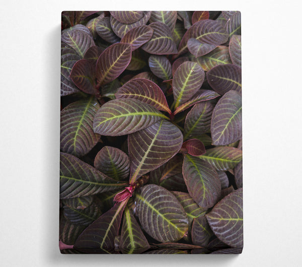 Burgundy Leaf Patterns