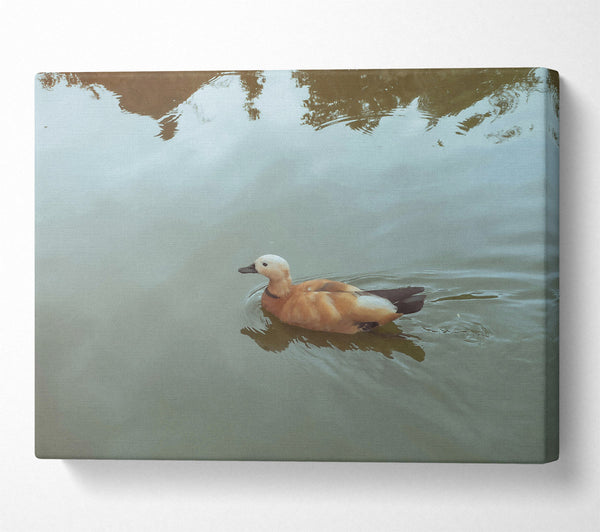 Brown Duck On Blue Water