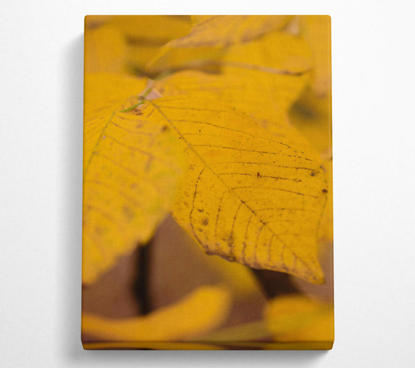 Golden Autumn Leaf