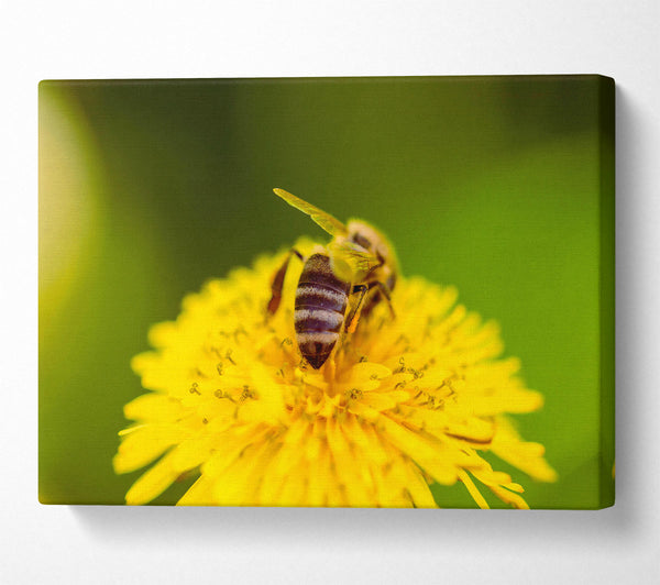 Golden Bee On Yellow Bloom