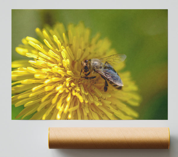 Golden Bee Pollen