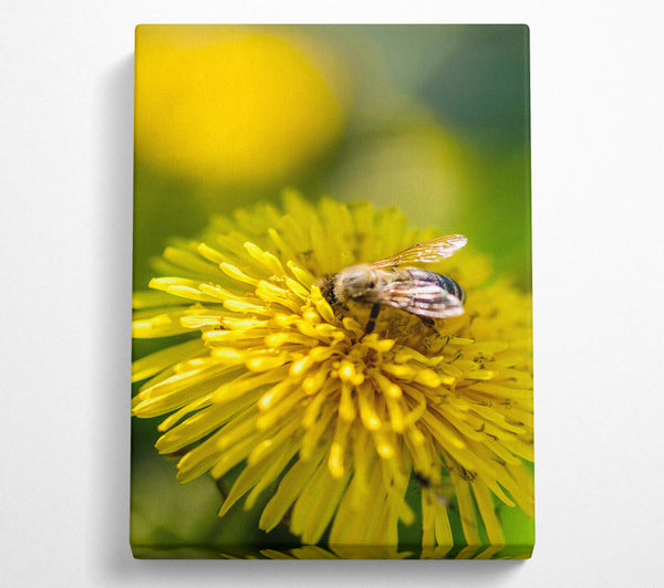 Golden Bee On Yellow Bloom