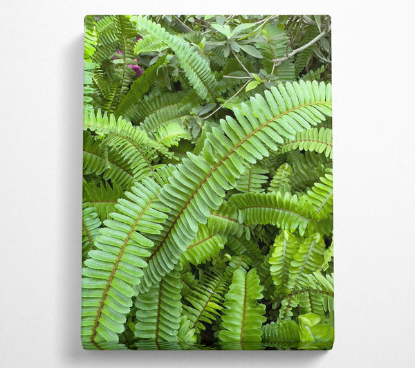 Emerald Fern Embrace