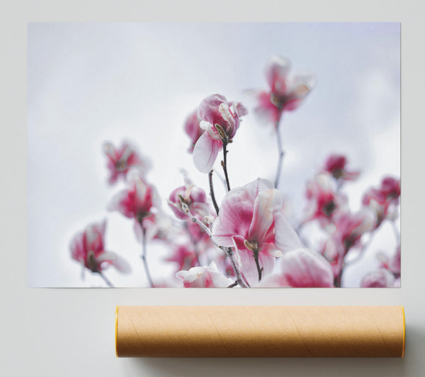 Pink Blooms Ascending