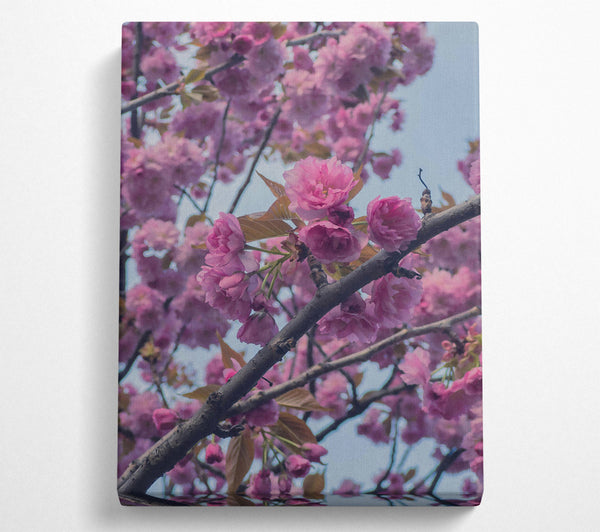 Pink Blossom Branch