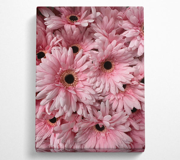 Blush Gerbera Blooms