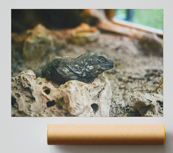 Brown Lizard On Rock