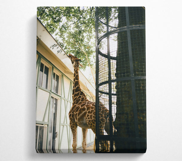 Brown Giraffe Reaching