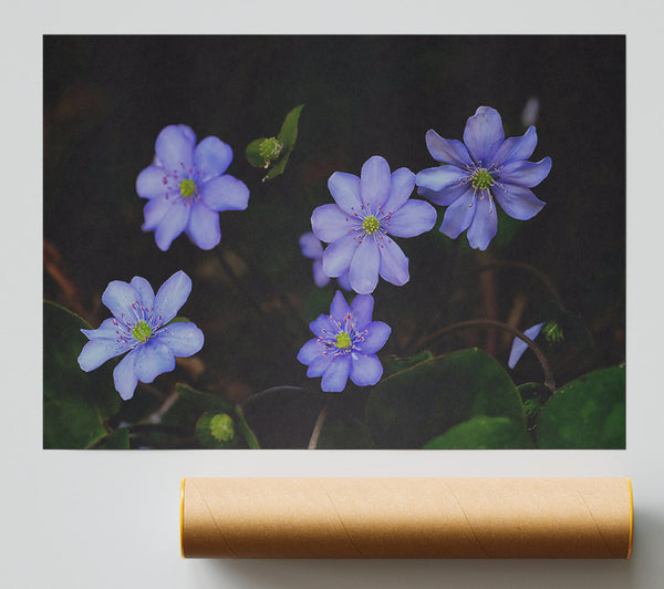 Lavender Blooms In Shadow