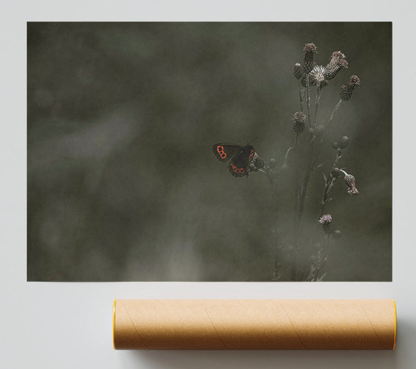 Green And Red Butterfly