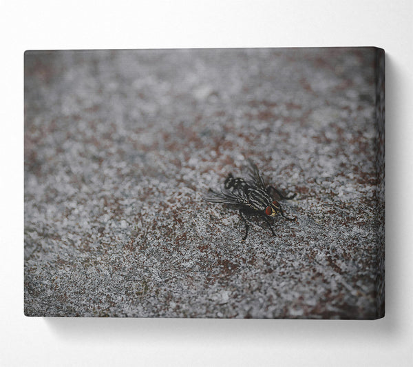 Gray Fly On Stone