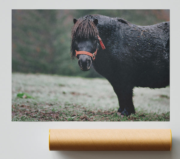 Black Pony In Field