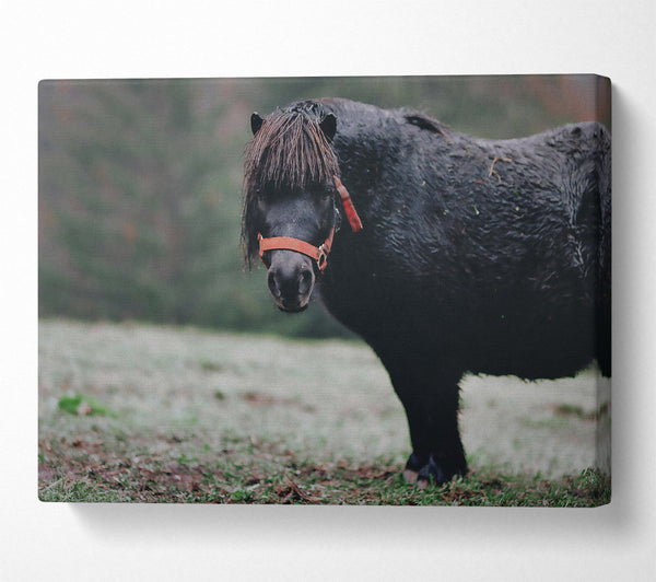 Black Pony In Field