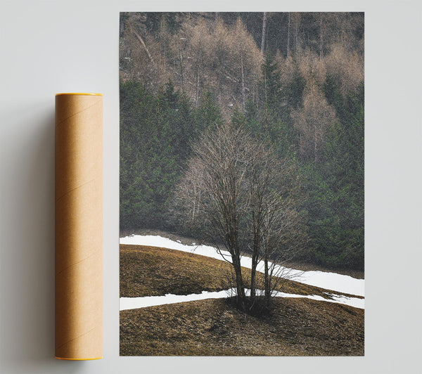 White Snow Brown Trees