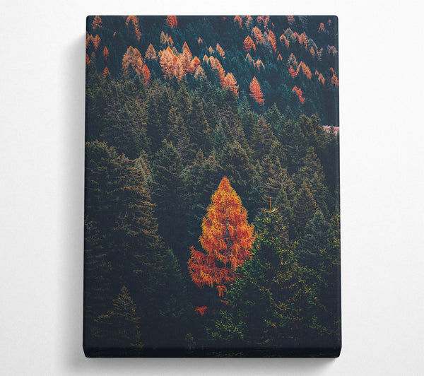 Autumn Orange Forest