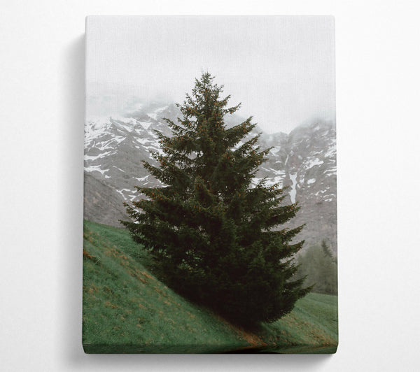 Emerald Pine In Mist