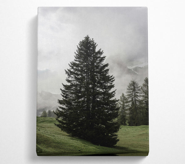 Green Pine In Mist