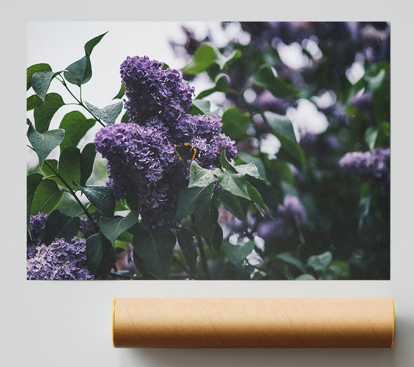 Purple Blooms And Butterflies