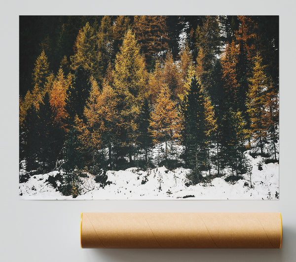 Golden Pines In Snow