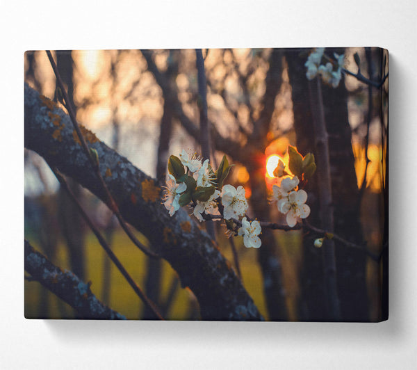 Golden Blossom Sunset