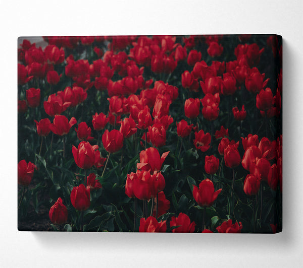 Crimson Tulip Field