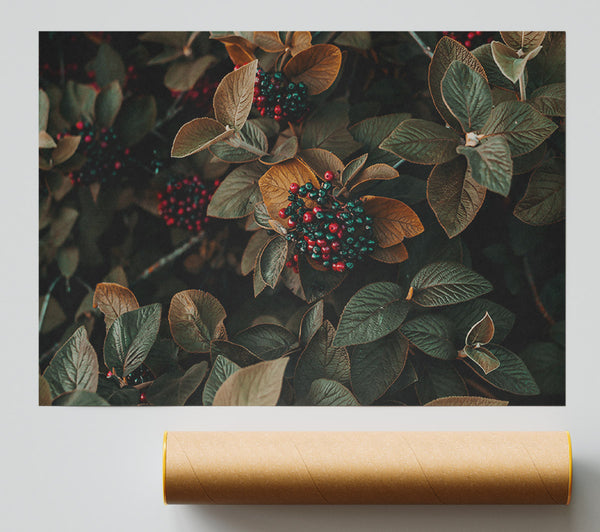 Red Berries In Autumn Leaves