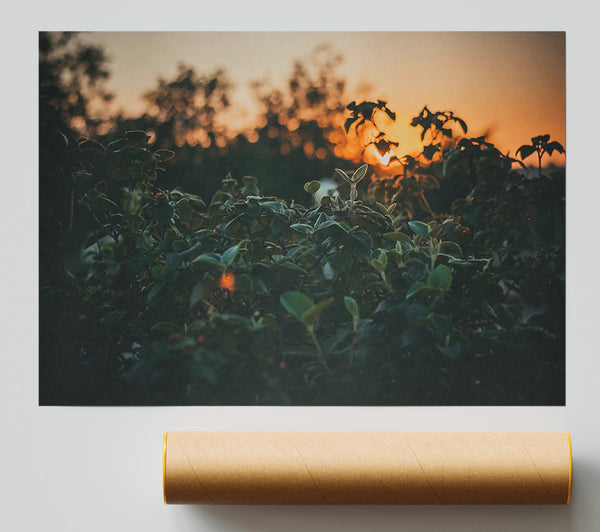 Orange Sunset Foliage