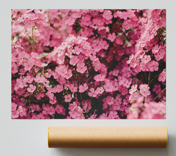 Pink Flower Field