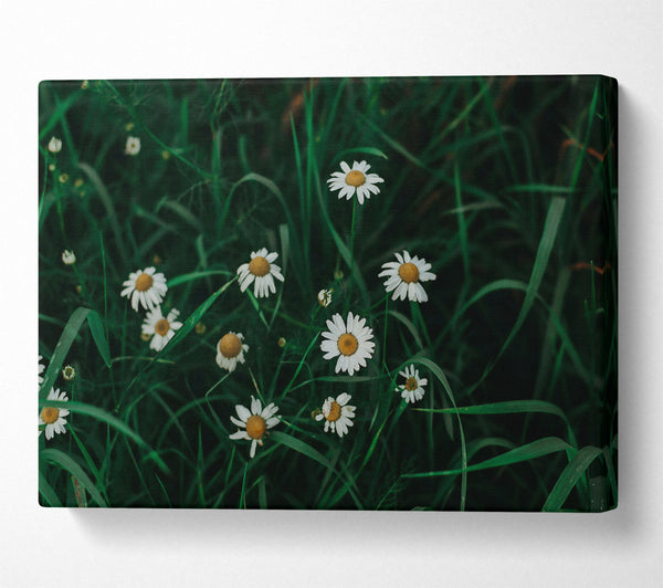 Green Daisies In Bloom