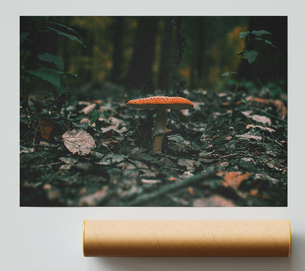 Orange Mushroom In The Woods