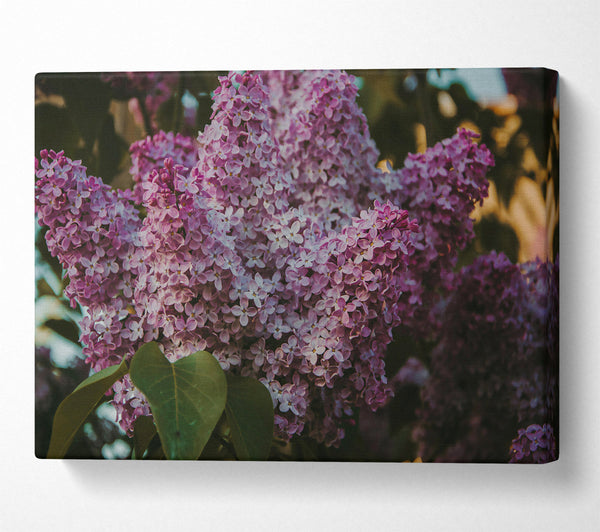 Lilac Purple Blooms