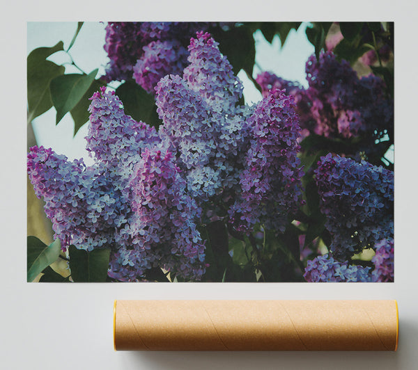 Lilac Purple Blooms