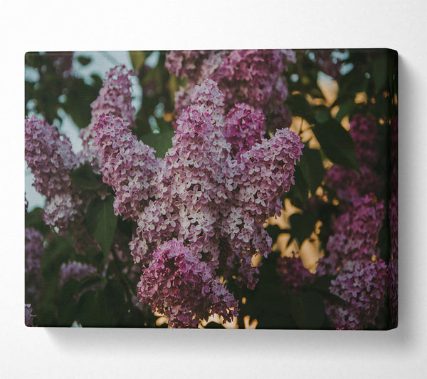 Lilac Sunset Bloom