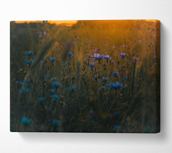 Blue Flowers In Sunset Glow