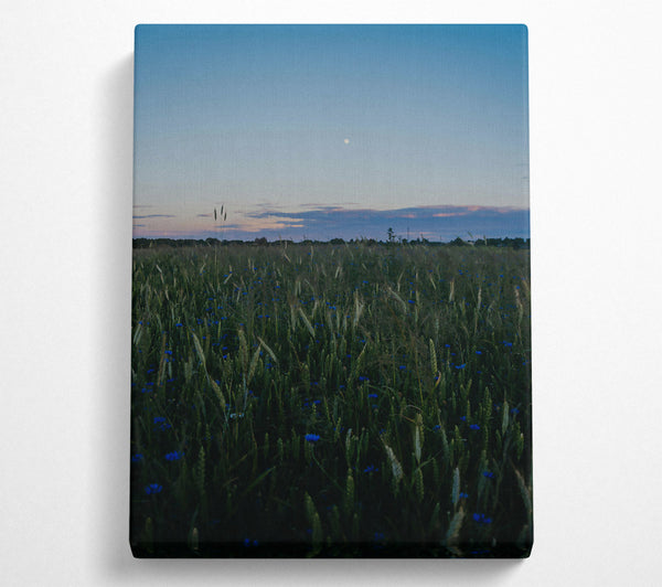 Blue Dusk Field