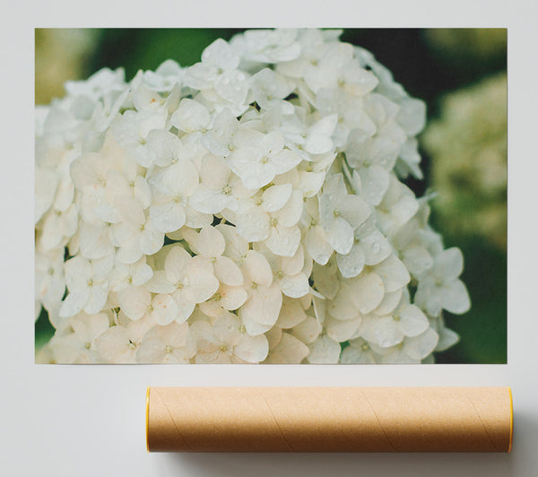 White Flower Cluster