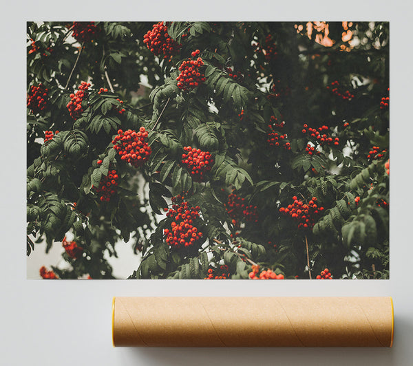 Red Berries & Green Leaves