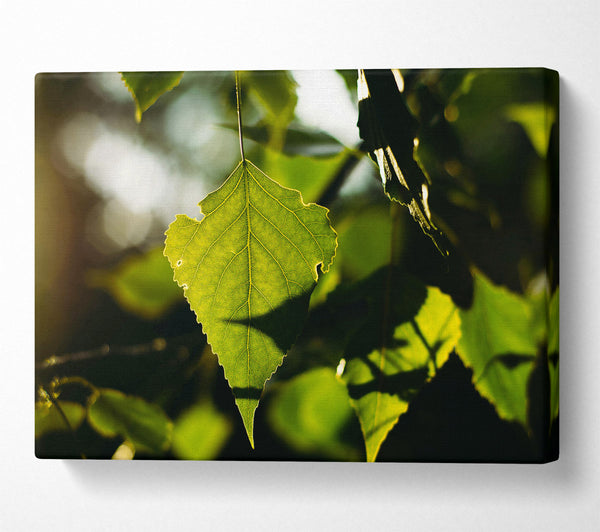 Sunlight Through Green Leaf