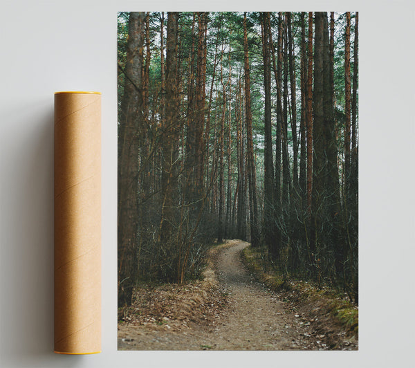 The Brown Path Through Trees