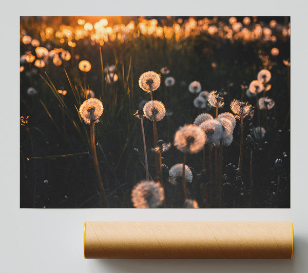 Golden Dandelion Field