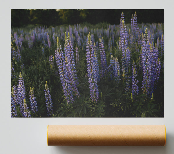 Purple Lupine Field