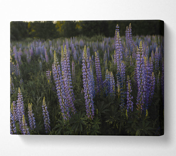 Purple Lupine Field