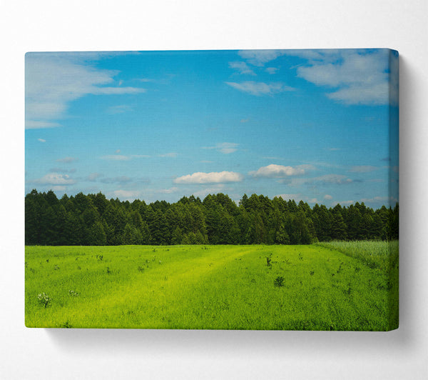 Green Fields And Sky