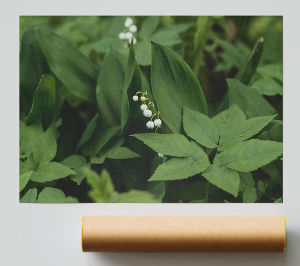 Green Lily Bloom