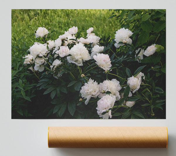 White Peony Bloom