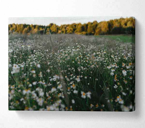 Green Meadow Daisies