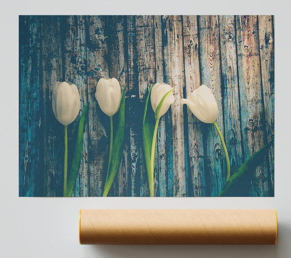 White Tulips On Teal Wood