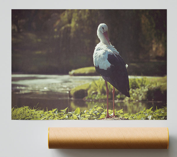 White Stork By The Water