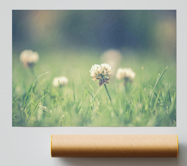 Green Clover Bloom