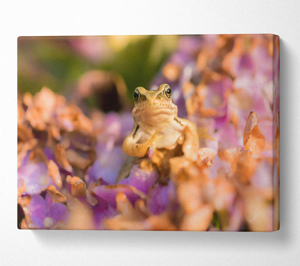 Purple Petal Frog